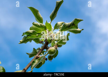 Apple Entwicklungsstufen. Unreifen Apfel auf einem Apfelbaum. Stockfoto