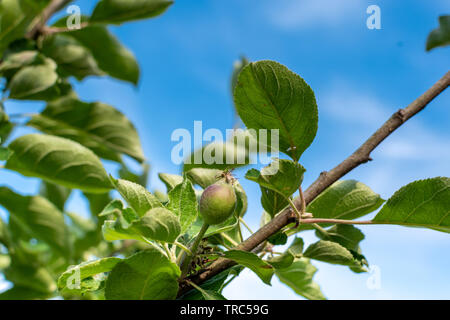 Apple Entwicklungsstufen. Unreifen Apfel auf einem Apfelbaum. Stockfoto