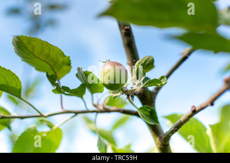 Apple Entwicklungsstufen. Unreifen Apfel auf einem Apfelbaum. Stockfoto