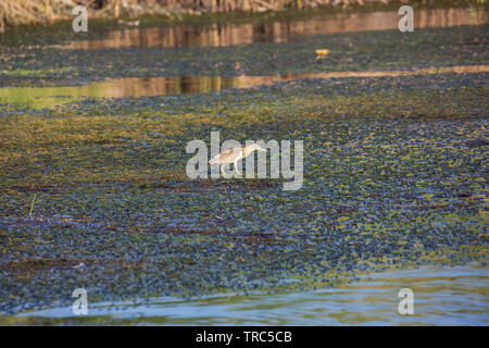 Squacco heron Waten durch das Wasser des Nils in der Nähe von Aswan Stockfoto