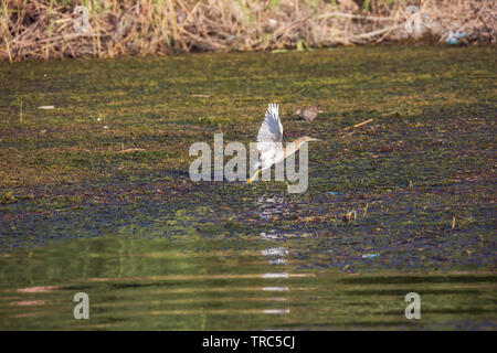 Squacco Heron vom ein Swap im Nil in der Nähe von Aswan Stockfoto
