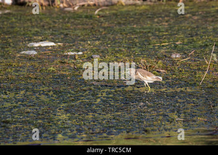 Squacco Heron mit offenem Schnabel Waten in den Nil in der Nähe von Aswan Stockfoto