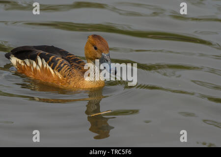 Fulvous Pfeifen Ente in Slimbridge Stockfoto