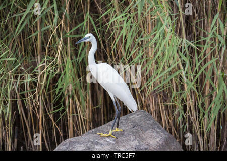 Seidenreiher Blick in Richtung der Kamera sitzen auf einer Bank des Nils in der Nähe von Aswan Stockfoto