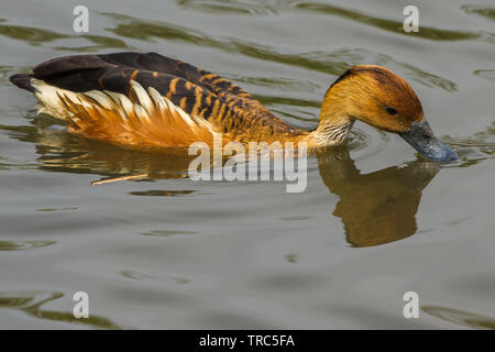 Fulvous Pfeifen Ente in Slimbridge Stockfoto