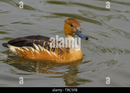 Fulvous Pfeifen Ente in Slimbridge Stockfoto