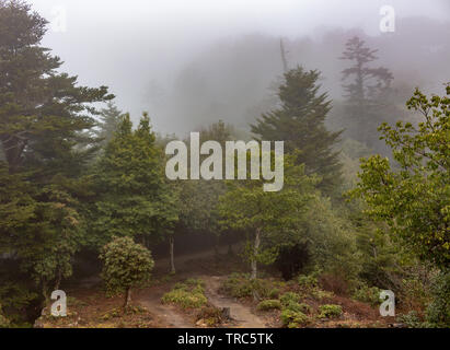 Wald im Winter morgens Nebel, in der Nähe von Bitchu Matsuyama Castle, Takahashi, Okayama Präfektur, Japan. Stockfoto