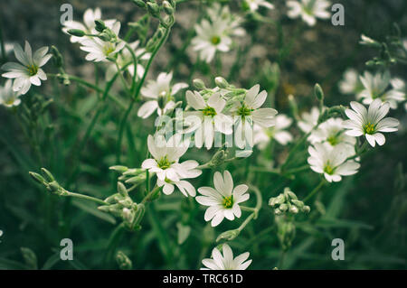 Weiß stellaria zarten Blüten. Stellaria Wachstum im Feld, Caryophillaceae - Stellaria holostea Blume Stockfoto