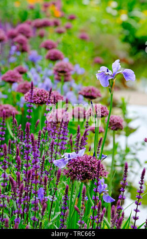 Gemischte Blumen in englischer Cottage Garden, Norfolk, England Stockfoto