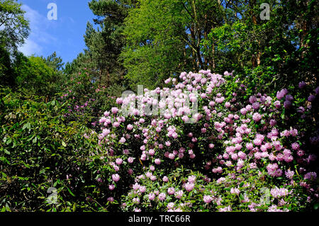 Blüte rosa Rhododendron Blumen, schönen Ecke, sheringham, North Norfolk, England Stockfoto