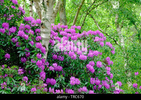 Rosa blühenden Rhododendron Blumen, schönen Ecke, sheringham, North Norfolk, England Stockfoto