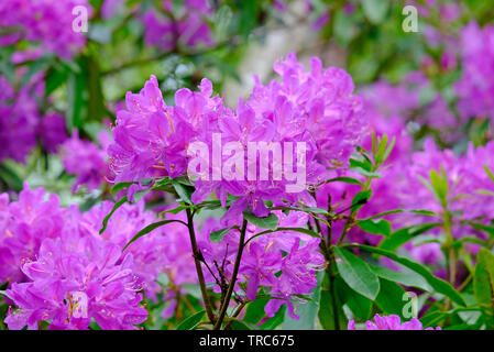 Rosa blühenden Rhododendron Blumen, schönen Ecke, sheringham, North Norfolk, England Stockfoto