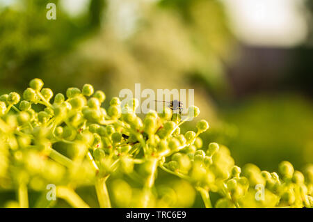 Kleine schwarze Fliegen sitzen auf grün Holunder Knospen Stockfoto