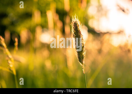 Timothy - Gras aka Wiese foxtail im Gegenlicht Sonnenstrahlen von Golden Sunset Stockfoto
