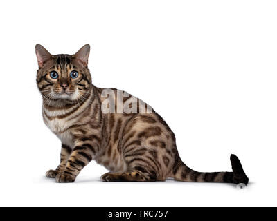 Super Snow Bengal, sitzt seitlich. Suchen neben Kamera mit tiefen blauen Augen. Auf weissem Hintergrund. Schwanz streckte hinter dem Körper. Stockfoto