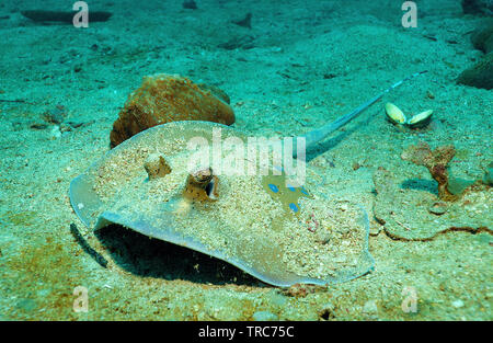 Blaupunktrochen Ray (Dasyatis kuhlii), Similan Inseln, Andamanensee, Thailand Stockfoto