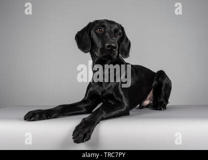 Black Labrador Retriever fotografiert in Großbritannien. Stockfoto