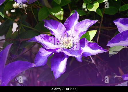 Schönen violetten Clematis auf einem Haus vorne Stockfoto