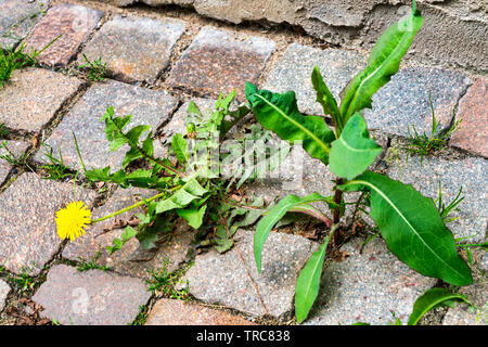 Unkrautbekämpfung in der Stadt. Löwenzahn und Distel auf dem Bürgersteig zwischen der Pflasterklinker. Stockfoto