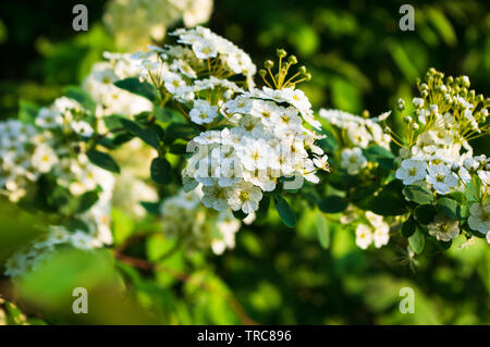Weiße Blüten von common Hawthorn (Rosa moschata) Stockfoto