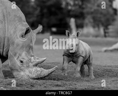 Nahaufnahme in Schwarzweiß, Nashörner in Südweiß (Ceratotherium simum) außerhalb des Cotswold Wildlife Park. Süßes Baby frech Nashorn (Vorderansicht). Unfug. Stockfoto