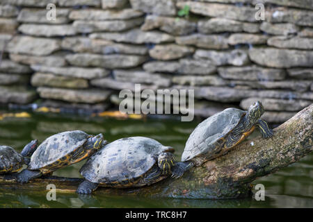 Rotohrige Schleier, Wasserschildkröten, Schildkröten (Trachemys scripta elegans) Reihen sich auf einem Baumstamm im Süßwassersee an, sonnen sich im Herbstsonne. Stockfoto