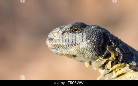 Ägyptische Mastigure Dornschwanzagamen Aegyptia Eidechse Stockfoto