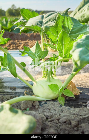 Nahaufnahme Bild eines jungen Kohlrabi auf Bio-bauernhof Feld Patch mit Kunststoff Laubdecke benutzt Unkraut zu unterdrücken und Wasser sparen, selektiven Fokus Stockfoto