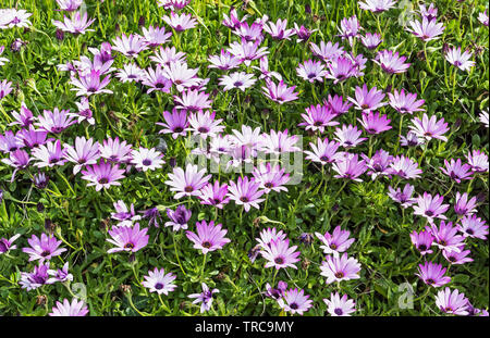Ein Bett von Lila osteospermum Blumen, auch als Kapkörbchen genannt, auf einem grünen bacground wild wachsen in Cornwall, UK. Stockfoto