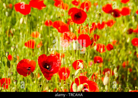 Feld mit roten Gemeinsame Mohn (Papaver rhoeas), der Mohn Familie Papaveraceae. Der Mohn ist auch ein Symbol für die toten Soldaten seit dem zweiten Weltkrieg 1. Stockfoto