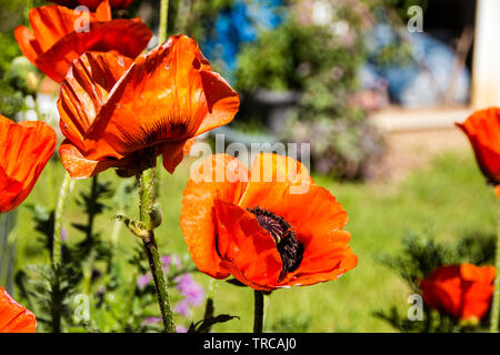 Riesige orientalischer Mohn (Papaver Orientale) haben eine strahlende und Papery blüht mit schwarzen Augen. Die Blätter sind unscharf und grob schneiden. Stockfoto