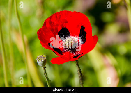 In der Nähe der rot mit schwarzen Augen griechische Mohn (Papaver rhoeas), der Mohn Familie Papaveraceae. Der Mohn ist auch ein Symbol für die toten Soldaten seit Stockfoto