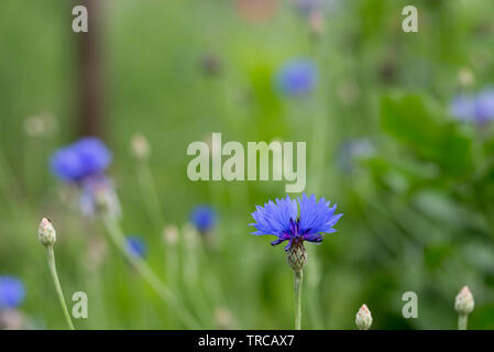 Centaurea cyanus, Kornblumen, Taste Blau Blumen Bachelor in der Wiese Stockfoto