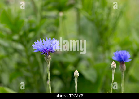 Centaurea cyanus, Kornblumen, Taste Blau Blumen Bachelor in der Wiese Stockfoto