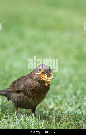 Eine weibliche Amsel Sammlung Mehlwürmer für Küken, England, Großbritannien Stockfoto