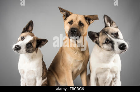 akita Mix - posieren weg! GROSSBRITANNIEN. Stockfoto