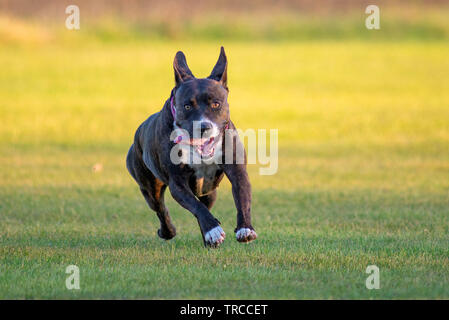 American Staffordshire Terrier läuft schnell und kostenlos Stockfoto