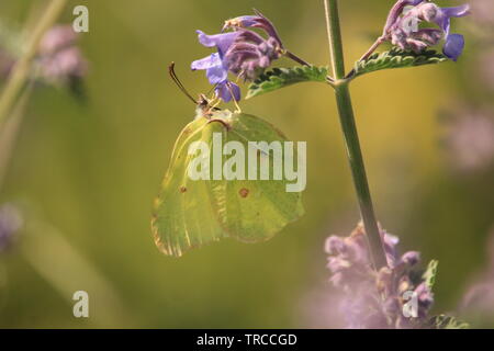 Zitronenfalter, Gonepteryx rhamni nectaring Stockfoto