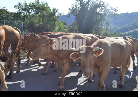 Herde von Kühen in den Bergen von Galicien füllt in Tälern Pinienwälder Wiesen und Wälder von Eukalyptus in Rebedul. August 3, 2013. Rebedul, Lugo, Ga Stockfoto