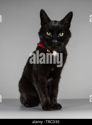 Schwarze Katze, Großbritannien. Stockfoto