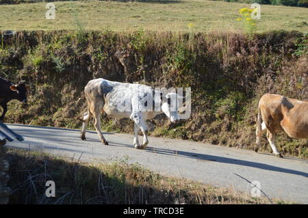 Weiße und Schwarze Kuh in den Bergen von Galizien. Zaun der Täler. Kiefernwälder. Wiesen und Wälder von Eukalyptus in Rebedul. August 3, 2013. Rebedul Stockfoto