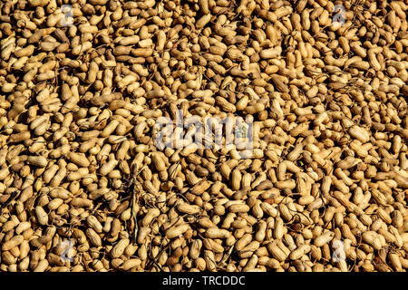 Geerntet Erdnüsse auf den Boden Stockfoto