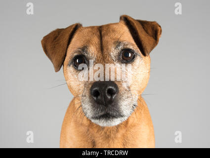 Patterdale Terrier, weiblich, 8 Jahre alt, UK. Stockfoto