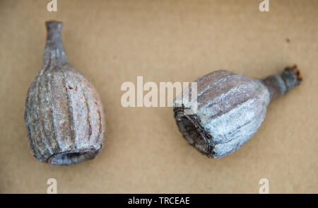 Nahaufnahme der getrockneten Gummi Muttern aus tropischen Baum in Darwin, Australien Stockfoto