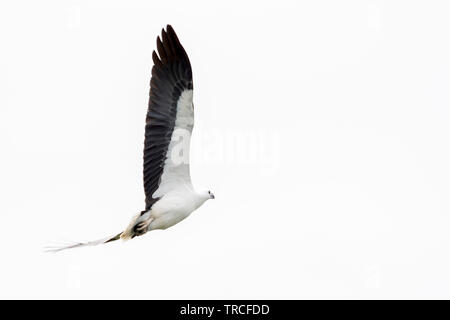 Schönen white-bellied sea Eagle in den Himmel über dem Kakadu National Park, Australien fliegen Stockfoto