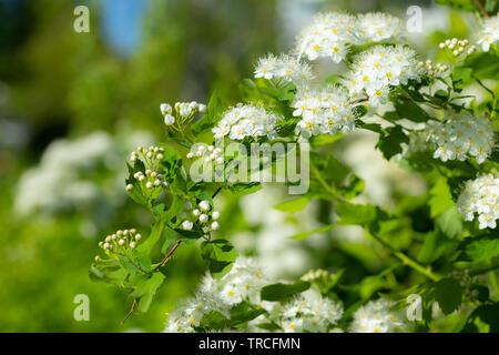Blühende Strauch von spirea. Frühling. Spirea Blüte Stockfoto