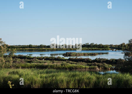 Biosphärenreservat in Delta del Po Park, Porto Tolle, Italien, Juni 2019 Stockfoto