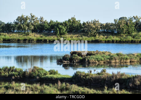 Biosphärenreservat in Delta del Po Park, Porto Tolle, Italien, Juni 2019 Stockfoto