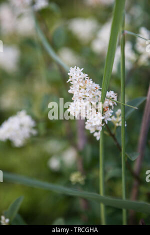 Biosphärenreservat in Delta del Po Park, Porto Tolle, Italien, Juni 2019 Stockfoto