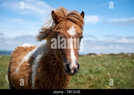 Eine braune und weiße Dartmoor Pony mit langen Winter Mantel auf der Heide Stockfoto